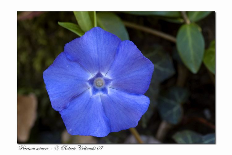 Vinca major e Vinca minor